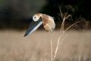 Barn Owl
